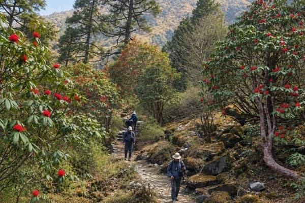 langtang-trek-update-after-2026-flood