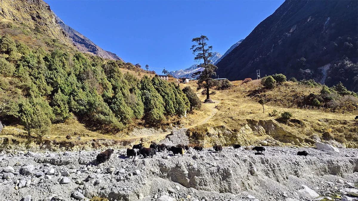 Rolwaling Valley Trek