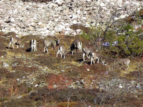 Blue Sheep Wild Animal In Manaslu Region