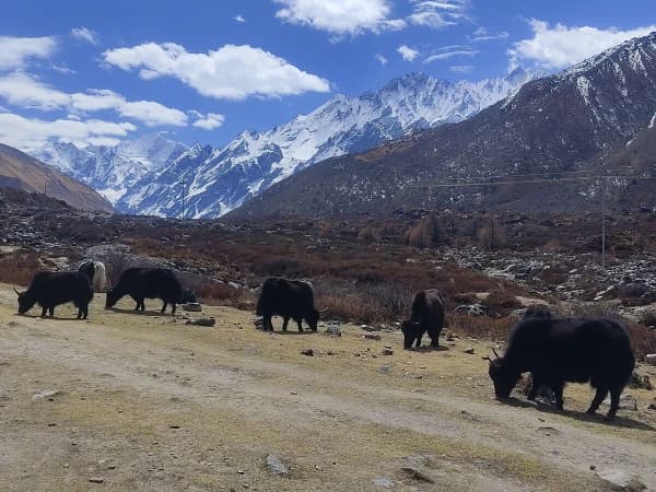 Domestic Yaks In Langtang Valley