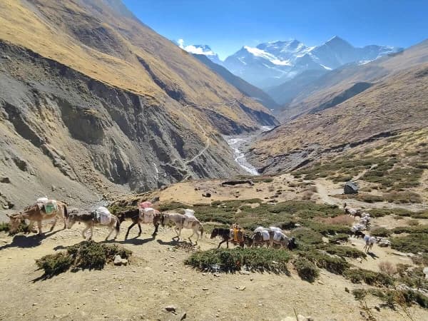 Donkeys Carrying Supplies Along The Annapurna Round Trail A Common Sight For Transport