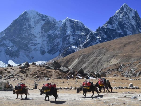 Dzo Hybrid Yak Cow Carrying Trekkers Bags