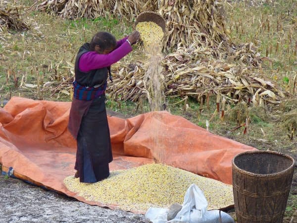 Farmers Threshing Corn In Manaslu Region