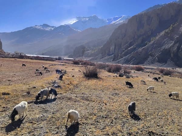 Mountain Goat Grazing In High Altitude Pasture Snow Capped Annapurna Mountains