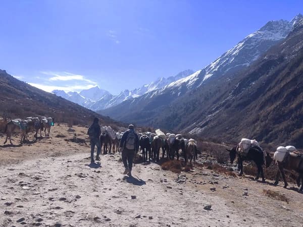 Mule Transport In Langtang Valley
