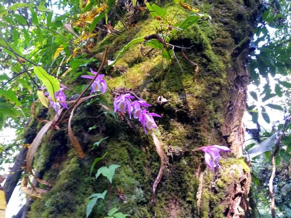 Orchid Flower In Mardi Himal Trek
