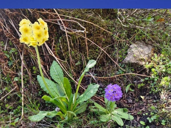 Primroses In Manaslu Region