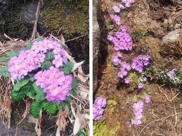 Primulas Flower In Langtang