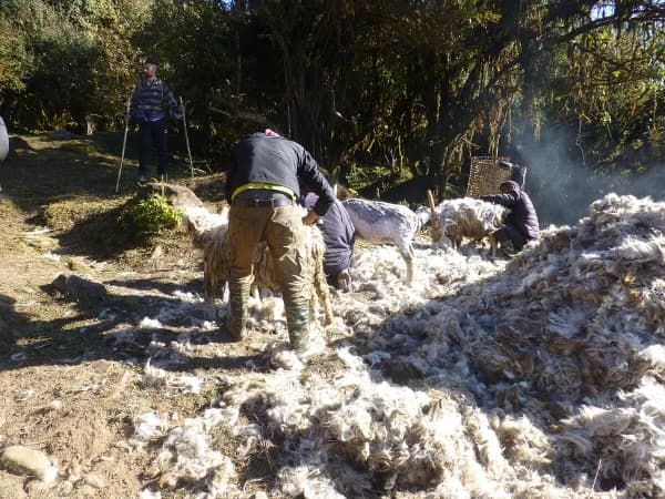 Shearing Sheep Wool In Mardi Himal Trek