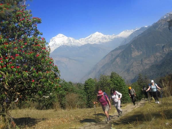Trekking Through Ghorepani In Spring To Annapurna Base Camp