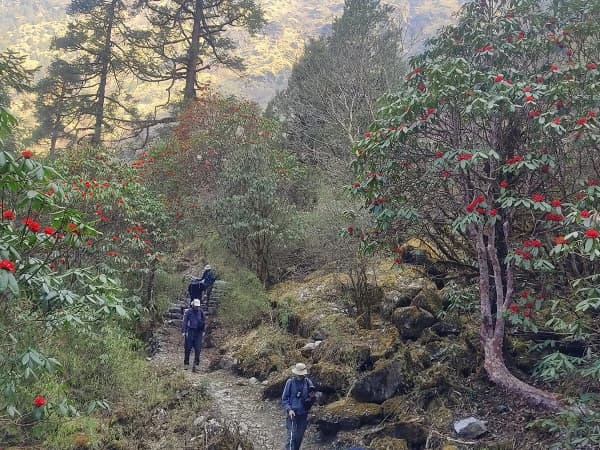 Trekking Through Rhododendron Forest