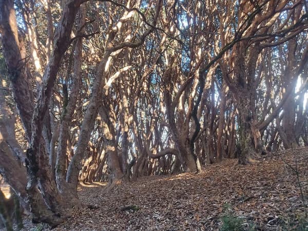 Walking Through Rhododendron Forest