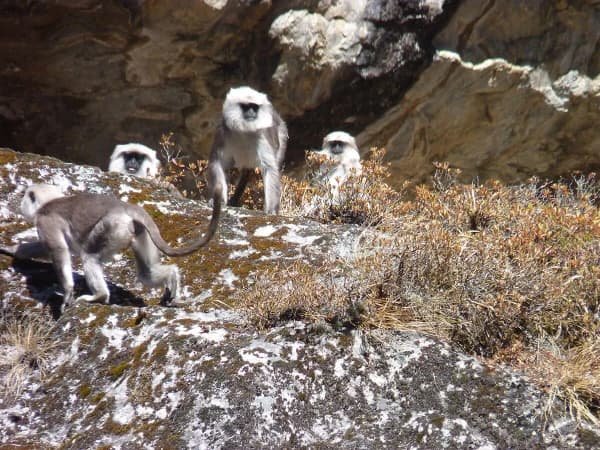 White Monkey Langur Common Wildlife