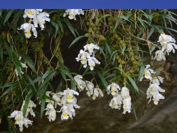 Wild Orchids In Manaslu Region