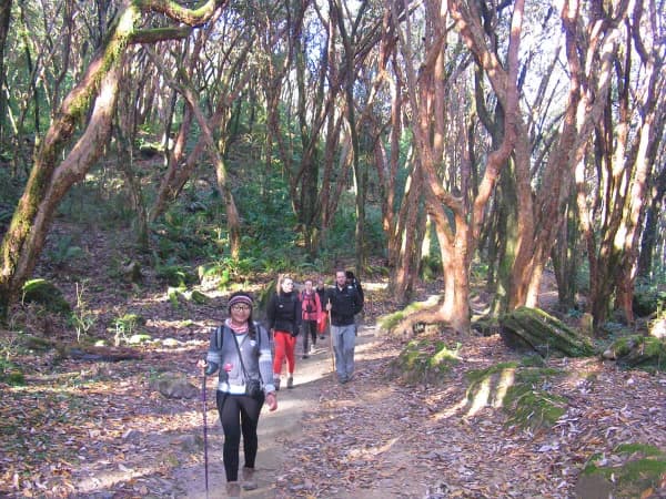 Winding Trekking Trail Through Rhododendron Forests On The Ghorepani Poonhill Trek