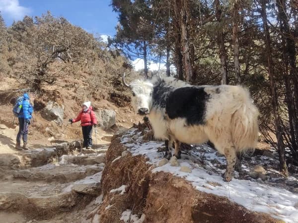 Yak Encounter In Everest Region