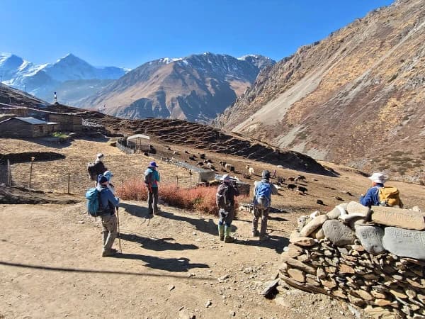 Yak Grazing In High Altitude Pasture