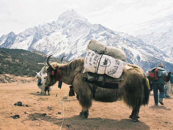 Yak Transport In Everest Region