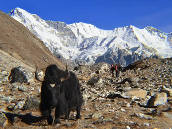 Yaks In Gokyo Valley