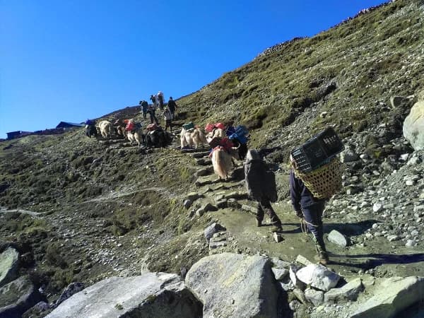 Yaks Transportation In Everest Base Camp